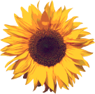 Sonnenblume